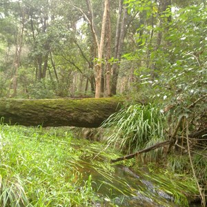 Gibberagee State Forest 