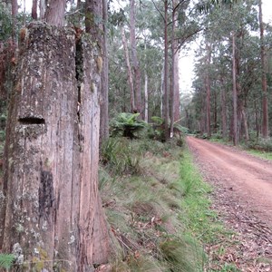 Stump across road from campsite