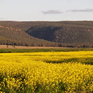 Across the canola fields