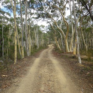 Through the gums