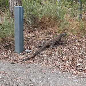 Goanna at Adams L/O