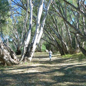 River Red Gums, Barmah Forest