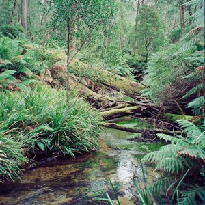 Mogarlowe River, Monga National Park