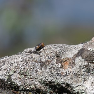 An Aussie Blowie