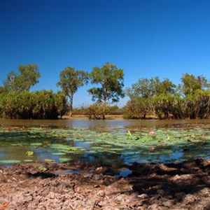 Red Lily Billabong