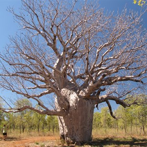 Magnificent boab