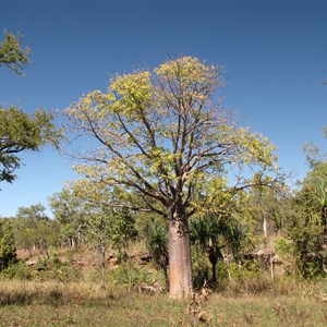 Leafy boab in June