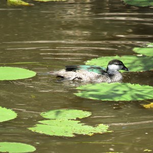 Pygmy goose