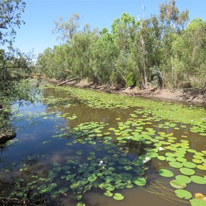 Billabong from the bird hide