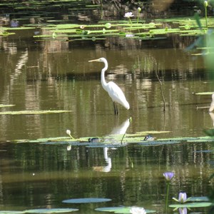 Egret waiting to pounce