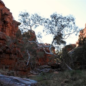 On Ridge top trail at John Hayes Rockhole section