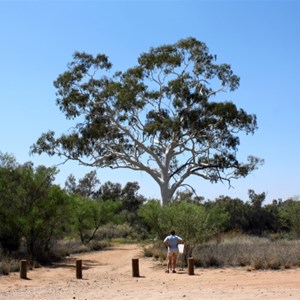 Ghost Gum at Trephina Gorge Nature Park