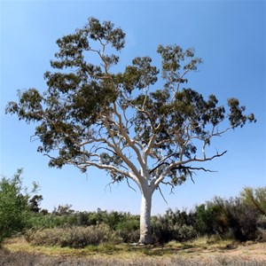 Ghost Gum at Trephina Nature Park