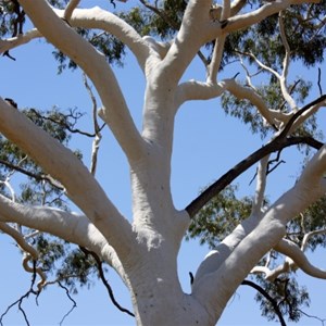 Ghost Gum at Trephina Gorge Nature Park