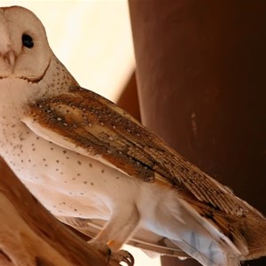 one of the attractions of the birds of prey show