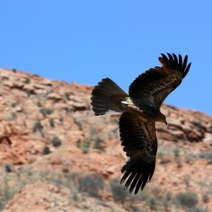 birds of prey show activist