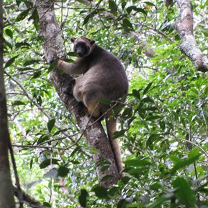 Tree kangaroo - hard to spot at first