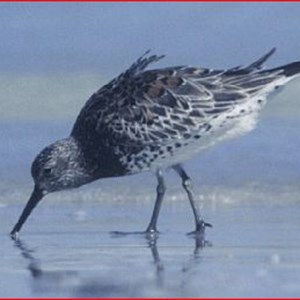 Great Knot