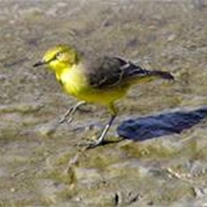 Yellow Chat