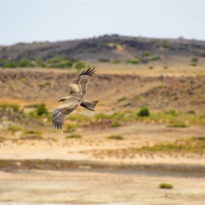 Bird of Prey