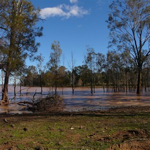 Dead trees in the lake are many