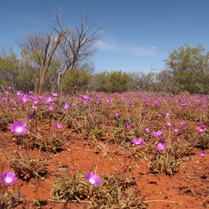 Wildflower carpet - Sept 2012