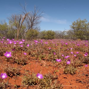 Wildflower carpet - Sept 2012