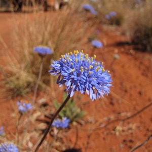 Deep blue petals