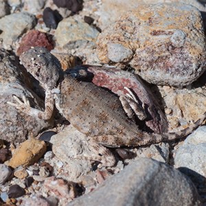 Lake Eyre Dragon Lizard