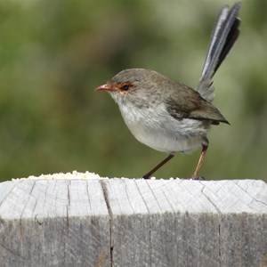 Female blue wren