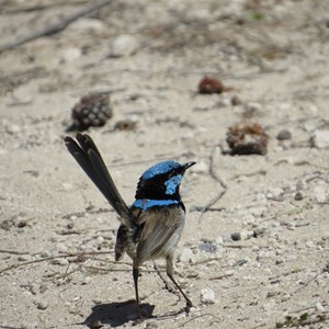 Male blue wren