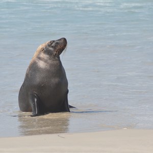 Seal Bay Conservation Park