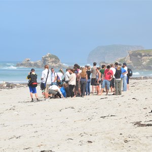 Seal Bay Conservation Park