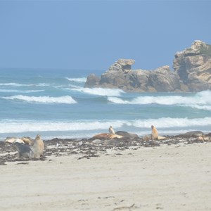 Seal Bay Conservation Park