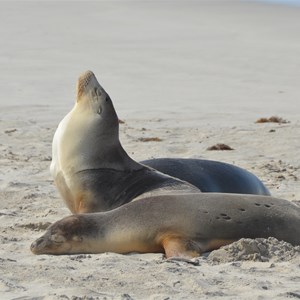 Seal Bay Conservation Park