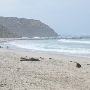 Seal Bay Conservation Park