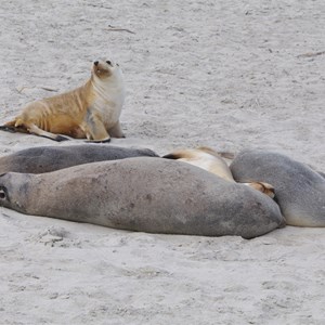 Seal Bay Conservation Park