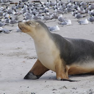 Seal Bay Conservation Park