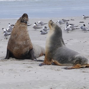 Seal Bay Conservation Park