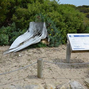 Seal Bay Conservation Park