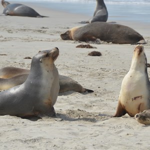 Seal Bay Conservation Park