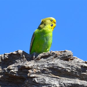 Red Banks Conservation Park 