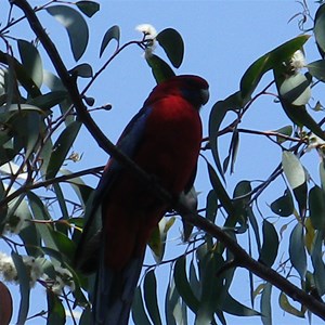 Crimson rosella