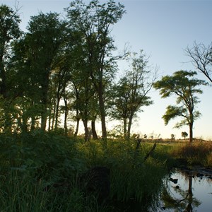 Dragon Tree Soak at Dawn