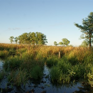 Dragon Tree Soak - main water (swamp) area