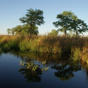 Dragon Tree Soak - Reflections in early morning light