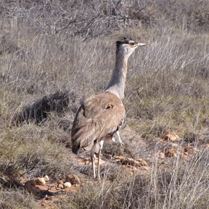 Able to survive in the scrub