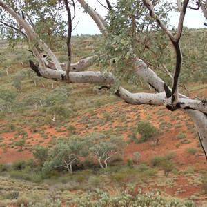 Snappy Gum Drive, Millstream in May 2013