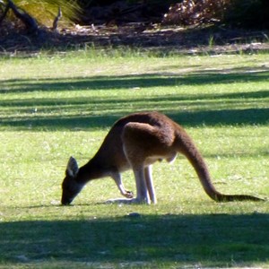 Park denizen.