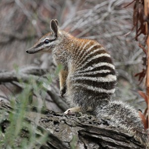 Numbat